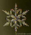 BlackSnow